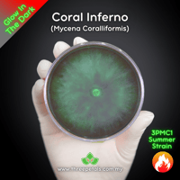 Image 1 of Coral Inferno (Mycena Coralliformis) Live Mycelium Mushroom Culture Spawn