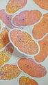 Big Stickers Vol. 2 (The Bakery) Image 5