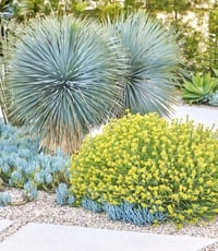 Yuca Rostrata 