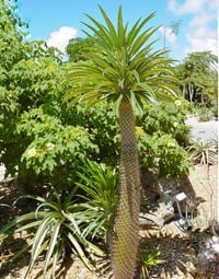 Palmera de Madagascar 
