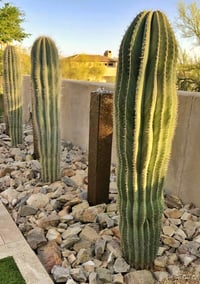 Pachycereus Pringley