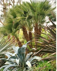 Chamaerops Humilis