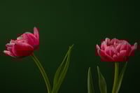 Beckoning Spring