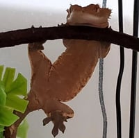 Image 2 of Hang in there Crestie