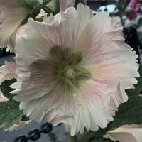 Image 3 of Imbolc Perfume (Beeswax, Rose De Mai, Tulsi, Tonka)