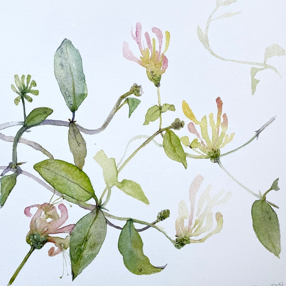 Image of Rambling Honeysuckle 