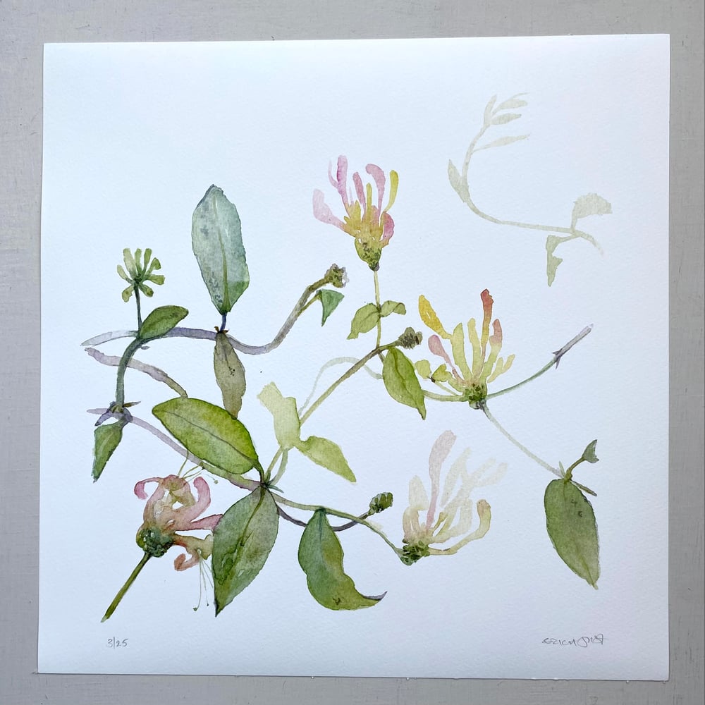 Image of Rambling Honeysuckle 