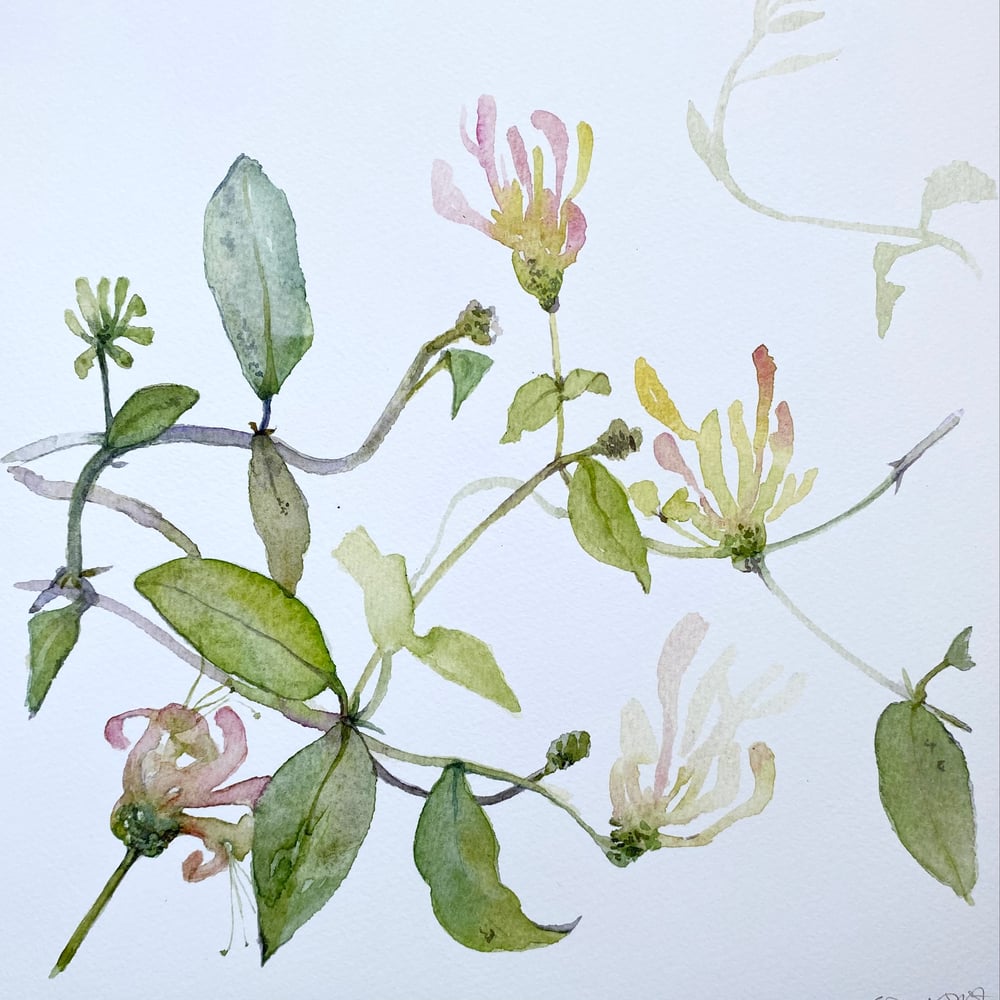 Image of Rambling Honeysuckle 