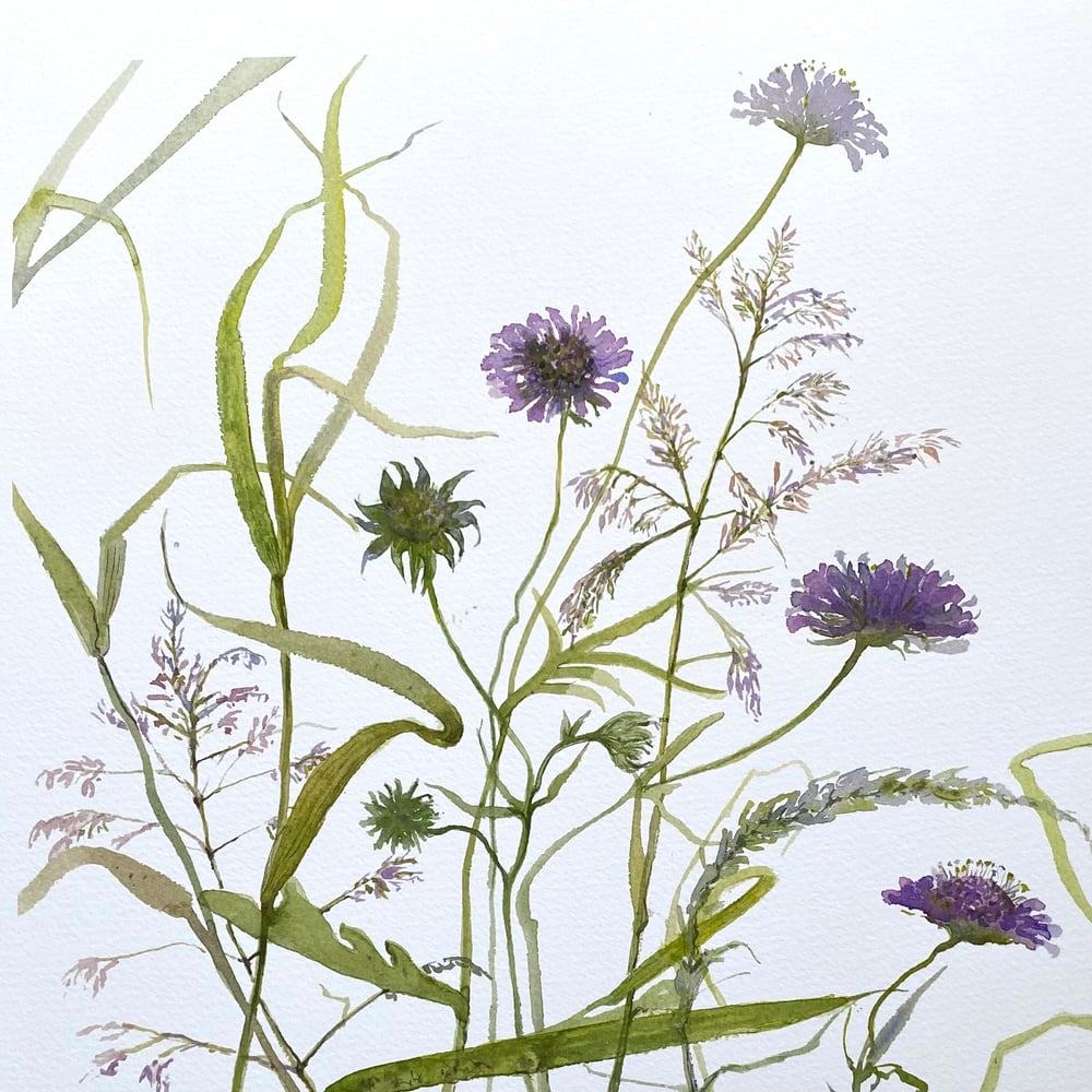 Image of Scabiosa