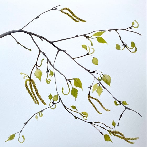 Image of Silver Birch and Catkins 