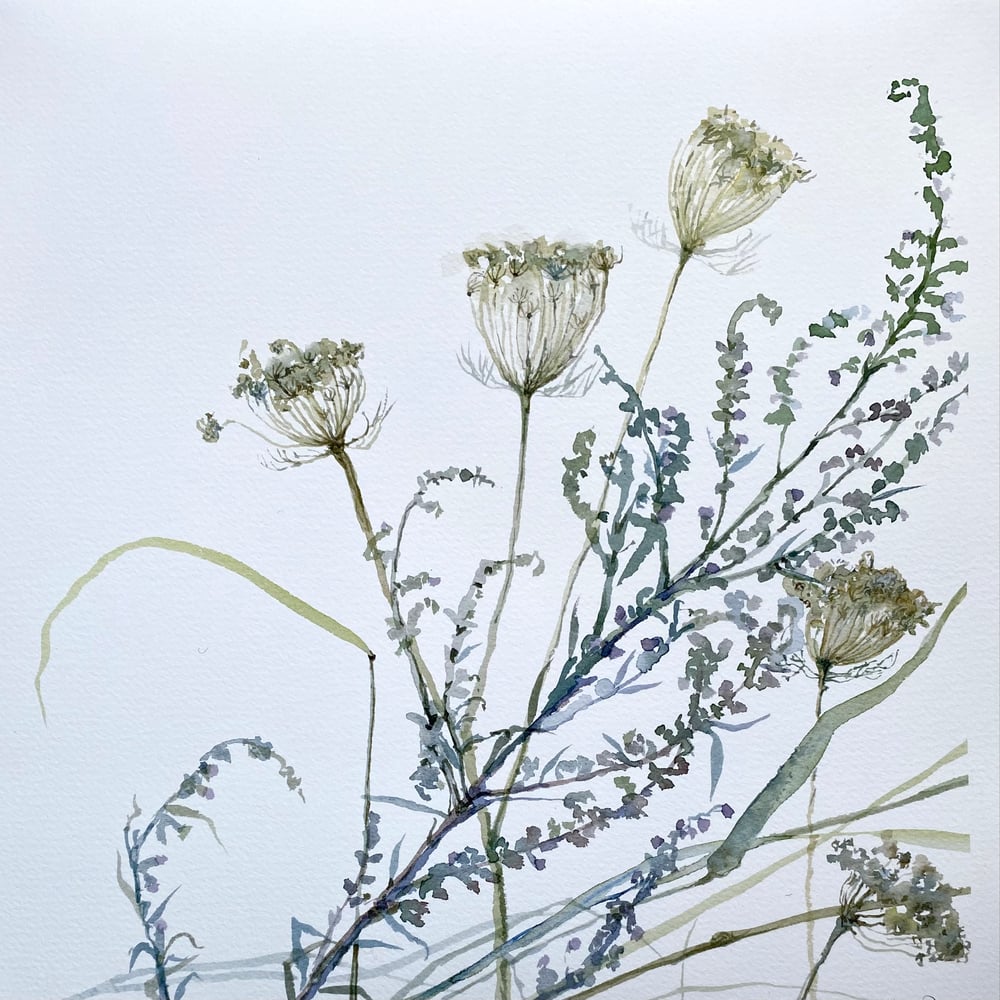 Image of Bent Grass and Seedheads