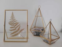 Floating Fern