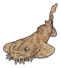 Tasseled Wobbegong Shark Sticker
