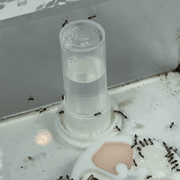 Image 4 of Abreuvoir 5ml