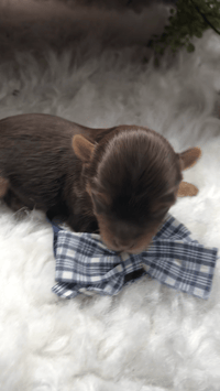 Image 4 of Zoeys AKC boy Ryder 