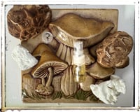 Image 1 of Mushmallow - Sample