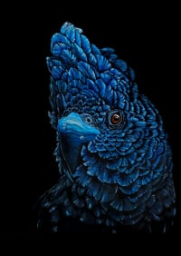 Image 1 of "Magestic" Black Cockatoo Art Print