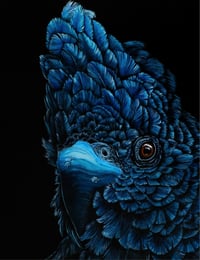 Image 2 of "Magestic" Black Cockatoo Art Print