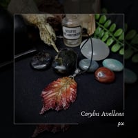 Image 9 of ☽ Corylus Avellana ☾