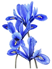 Image 1 of Petals in Blue Original Painting