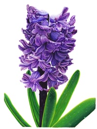 Image 1 of First Blooms of Spring Print