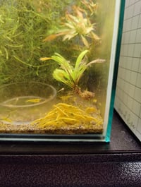 Image 1 of yellow Golden back shrimp