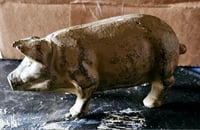 Image 1 of Iron pigs