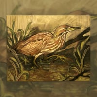 american bittern print