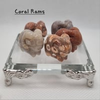Image 2 of Coral