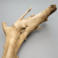 Image 2 of Rustic Roots  
