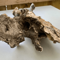 Image 1 of Saltwater Finds