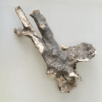 Image 3 of Saltwater Finds