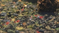 Image 5 of Red Rili Neocaridina Shrimp