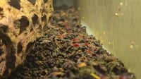 Image 4 of Red Rili Neocaridina Shrimp