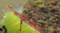 Image 3 of Red Rili Neocaridina Shrimp