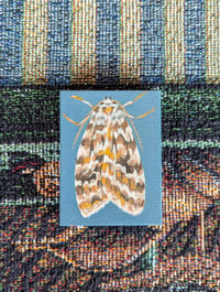 Original Moth Painting: Phaegoptera Decrepida