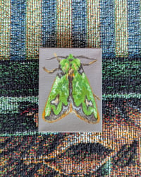 Original Moth Painting: Parasa Campylostagma