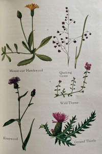 Image 2 of A book of Common Flowers