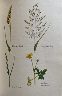 Image 3 of A book of Common Flowers