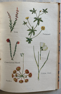 Image 4 of A book of Common Flowers