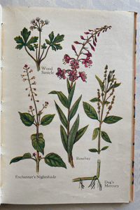 Image 5 of A book of Common Flowers