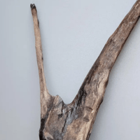 Image 1 of Oceanic Wonders