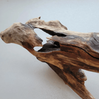 Image 2 of Oceanic Wonders