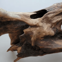 Image 3 of Oceanic Wonders