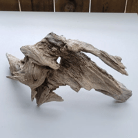 Image 1 of Coastal Inspirations