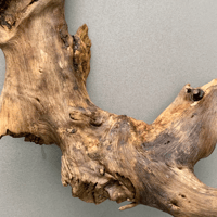 Image 1 of Beach Roots