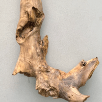 Image 2 of Beach Roots