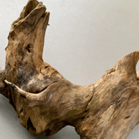 Image 3 of Beach Roots