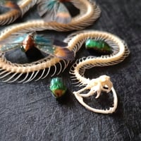 Image 3 of Viper with lanternflies and beetles
