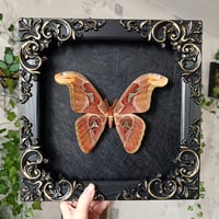 Image 1 of The Atlas moth aka Attacus Atlas